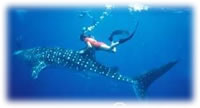 Whale shark